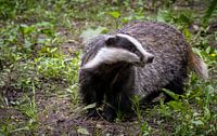 Impressive close-up of a European Badger (meles meles) in the forest