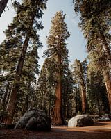 Sequoia sequoia's in Californië