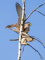 Kestrels in action