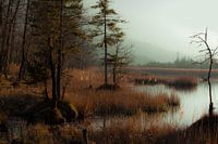 Sieben Quellen im Nebel