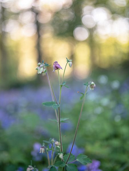 Blumen Teil 291 von Tania Perneel