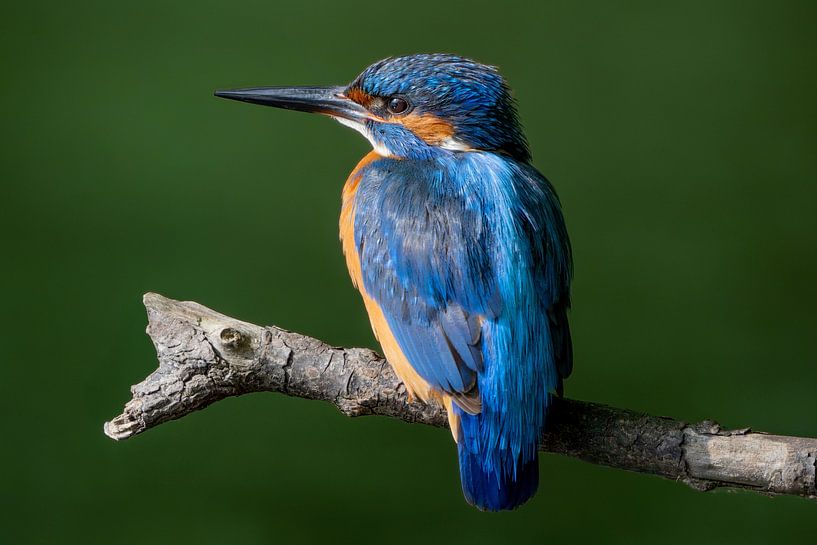 La beauté colorée du martin-pêcheur par Paula Ketz