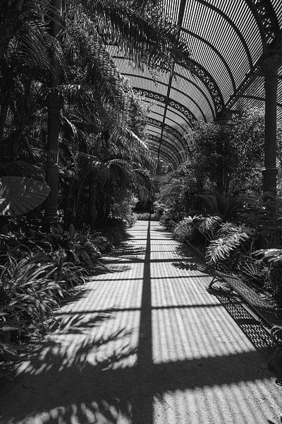 Dansen met licht Schaduwen van de Planten van Femke Ketelaar