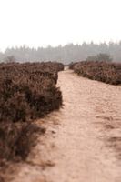 The Dutch heath on a misty morning