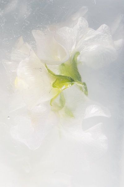 Vesce blanche en glace 2 par Marc Heiligenstein