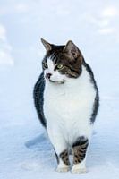 Un peu perdu, il regarde autour de lui dans la neige pour son premier hiver
