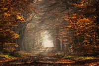 couleur de la forêt