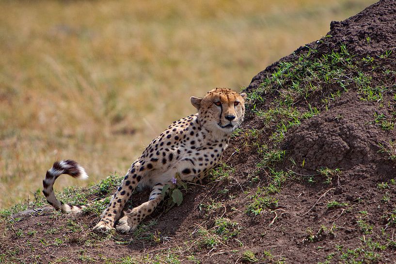 Le guépard fait le guet par Peter Michel