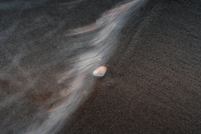 Coquille sur la ligne de flottaison par Björn van den Berg