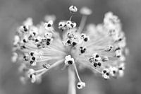 Dekorative Zwiebel, Allium