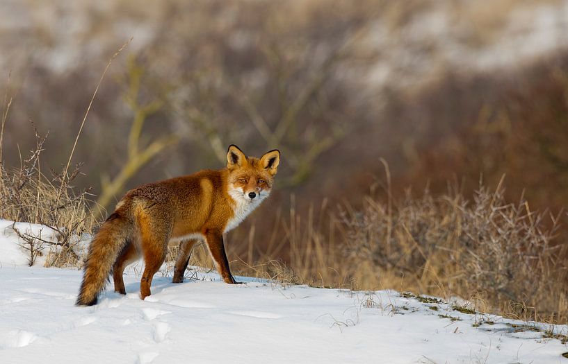 Vos in een winterlandschap par Menno Schaefer