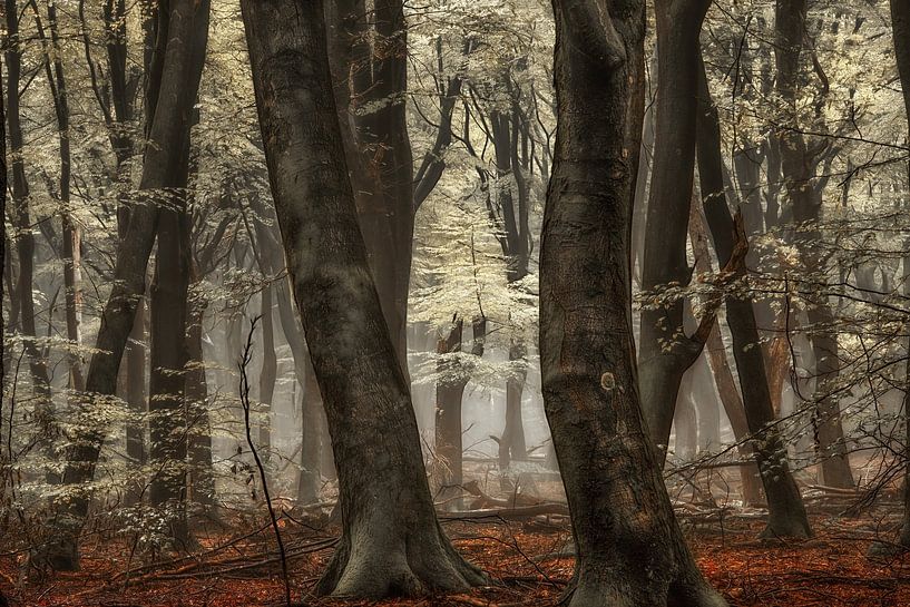 Versteckte Schönheit Nr. 2 von Lars van de Goor