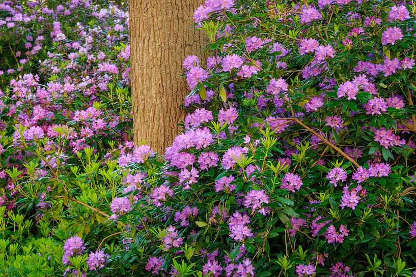 Rhododendren im Wald | Utrechtse Heuvelrug von Sjaak den Breeje