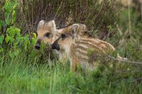 Jeunes sangliers sur le veluwe
