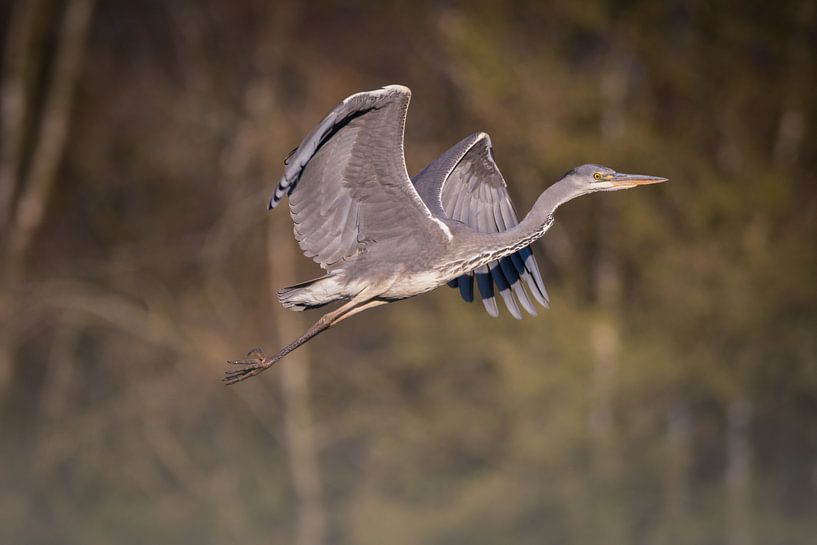 Heron (bird) in flight by Tobias Luxberg