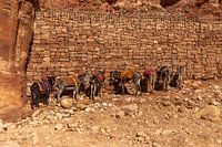 7 Esel in einer Reihe