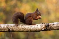 Eichhörnchen mit Nuss