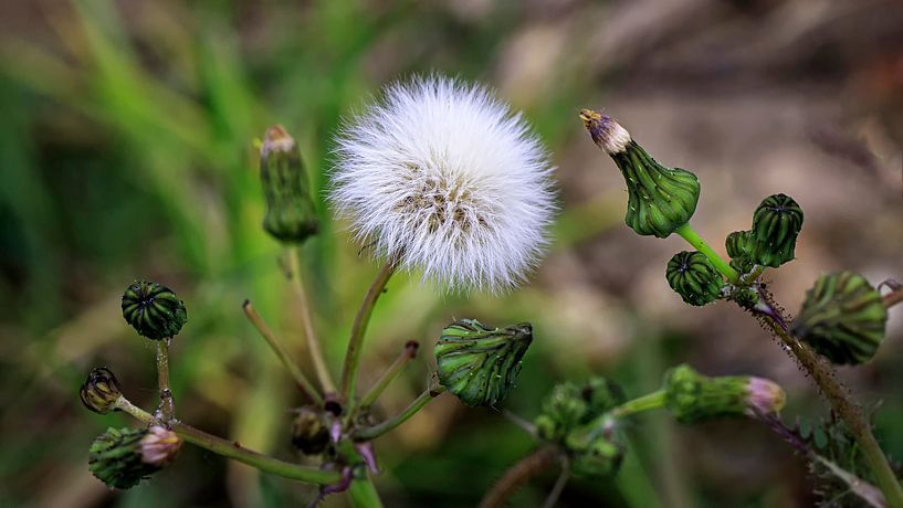 Maasbank Fauna von Henk Rombouts