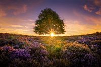 Einsamer Baum auf der Posbank