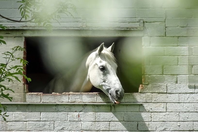 Pferd im Stall starrt durch das Fenster von Lieven Tomme