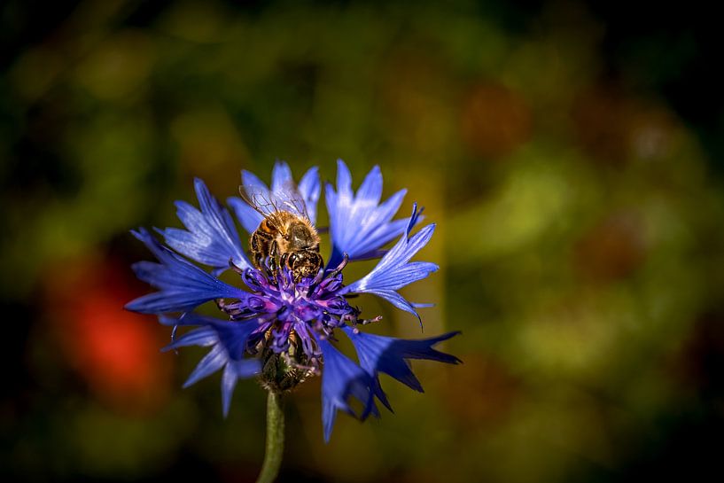 Fleur, bleuet avec abeille par Fotos by Jan Wehnert