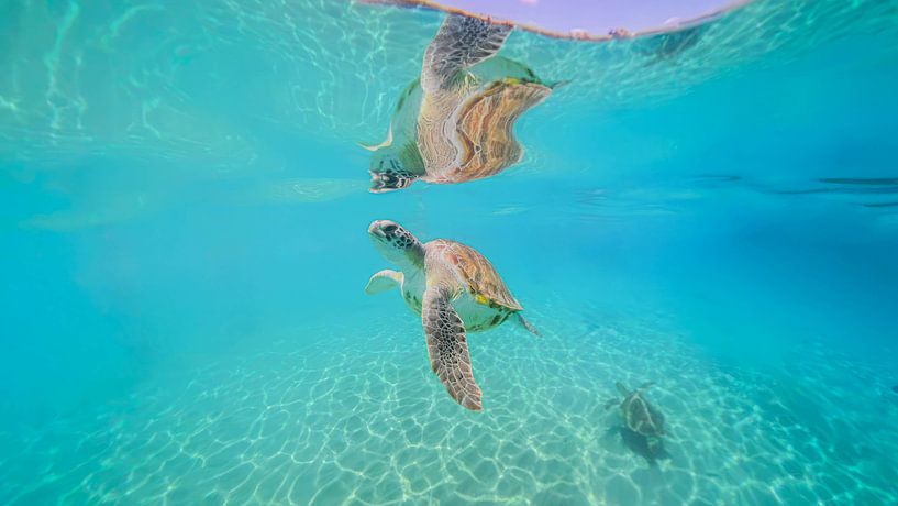 Unterwasser-Schildkröte Curaçao von Gladys van Schaijk