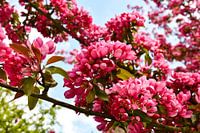 Fleur rose avec ciel bleu