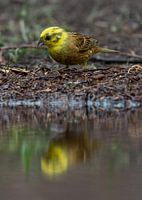 Yellowhammer