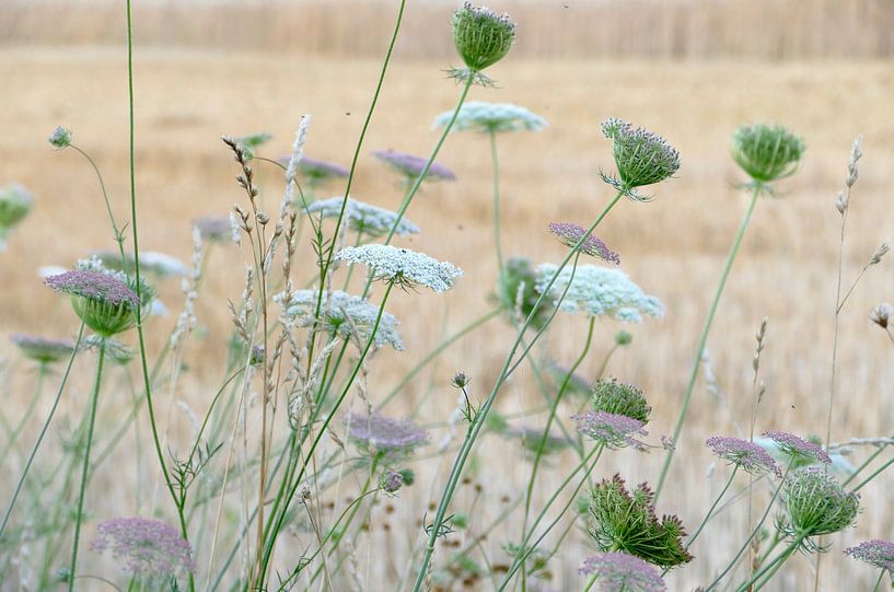 Brise d'été par christine b-b müller