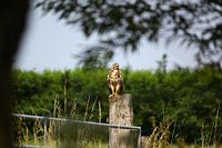 Jonge buizerd na eerste vlucht