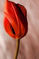 Tulpe