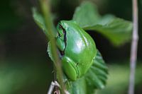 Tree frog