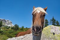 Haflinger on the alp in Tyrol
