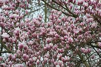 Großer Magnolienbaum in voller Blüte