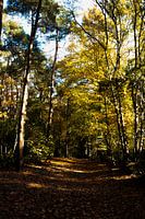 Herbst Wald