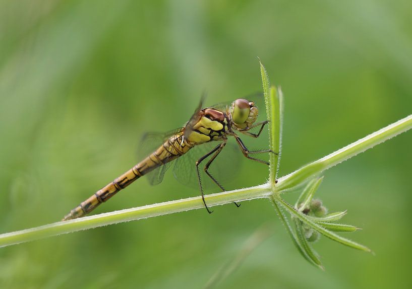 Gemeine Heidelibelle von Matthias Brix