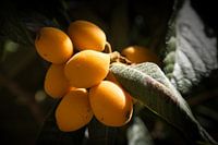 Mediterranean Medlars