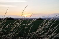 Coucher de soleil avec de l'herbe jaune dans la campagne près de Canterbury au Royaume-Uni