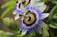 Passieflora / Passiebloem