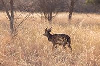 Nyala in the bush