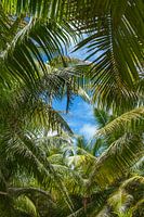 Der Himmel über den Palmen