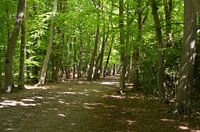 Path with trees with young light green leaves in the forest