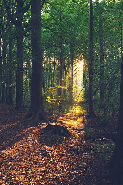 Licht im Wald von Davy Vernaillen