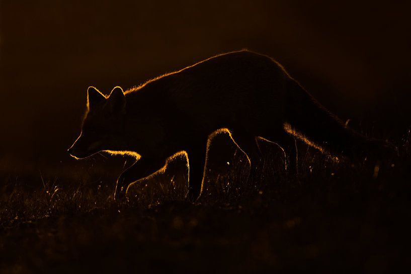 Avondwandeling von Pim Leijen