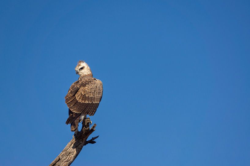 Raptor in the Kruger Park, South Africa by Just Go Global