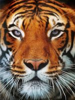 Tiger Portrait