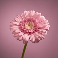 Pink Gerbera