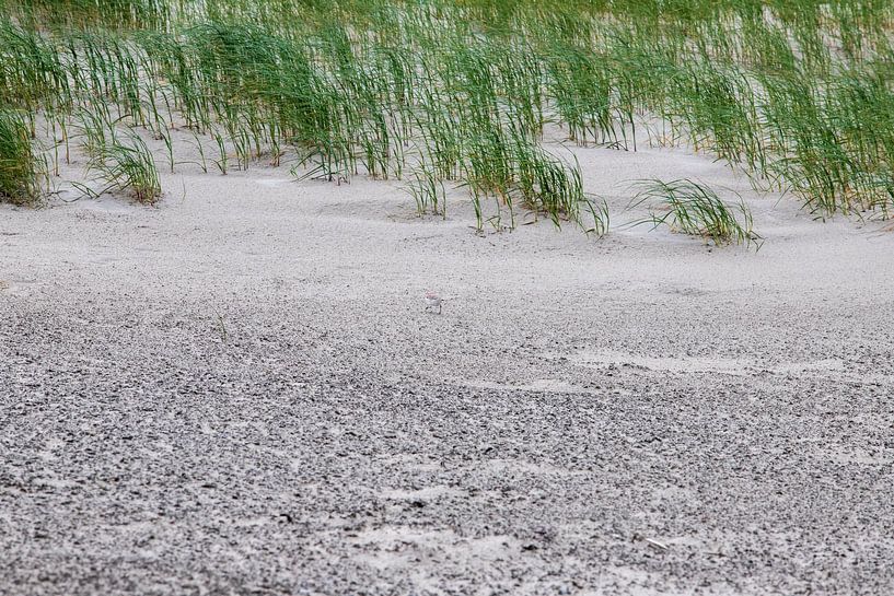 Camouflage : find the bird by Ton Tolboom