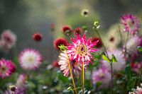 Jardin de dahlias en contre-jour