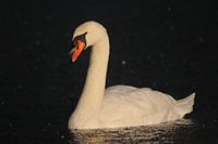 Mute swan